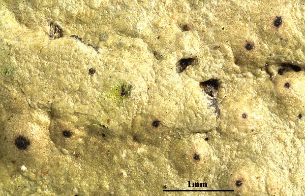 Ocellularia praestantoides Sipman