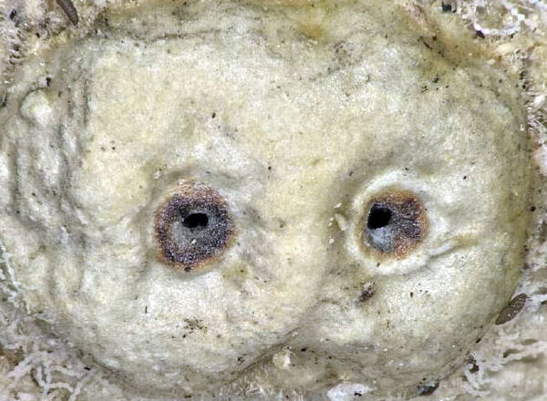 Ocellularia protomegaspora Aptroot & Schumm