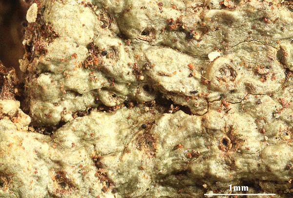 Ocellularia pseudochapsa M. Cáceres, Aptroot & Lücking