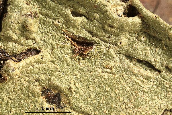 Ocellularia pseudopapillata Papong, Mangold & Lücking