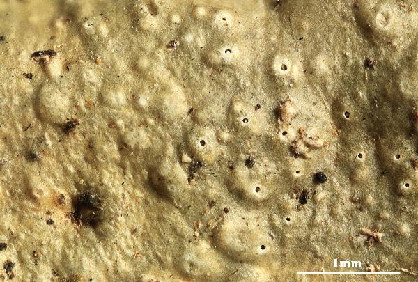 Ocellularia pseudopyrenuloides Lücking