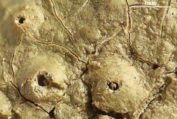 Ocellularia psorbarroensis Sipman