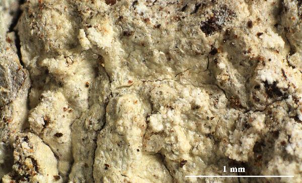 Ocellularia psorirregularis: Aptroot, L.A. Santos & M. Cáceres
