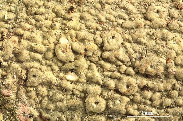 Ocellularia rhodostroma (Mont.) Zahlbr.
