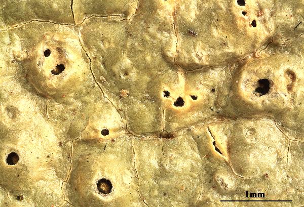 Ocellularia rondoniana M. Cáceres, Aptroot & Lücking