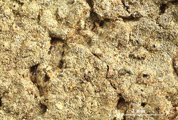 Ocellularia rotundifumosa Naksuwankul, Lücking & Lumbsch