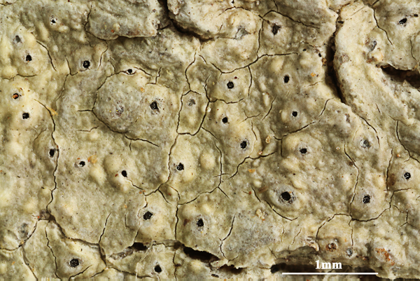 Ocellularia rugosothallina Lücking, Lumbsch & Parnmen