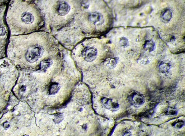 Ocellularia s.l. spp. (incl. Chapsa)
