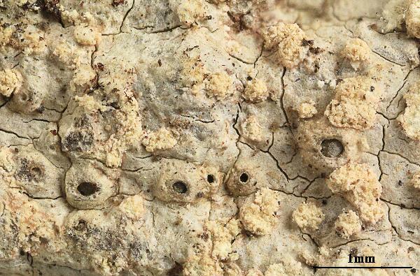 Ocellularia soralifera Kalb