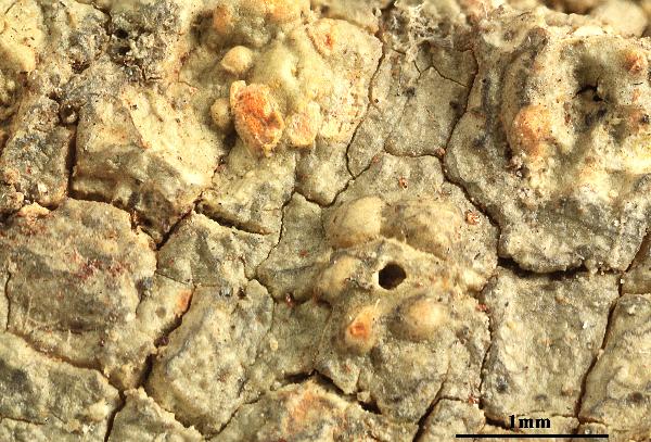 Ocellularia submordenii Lücking