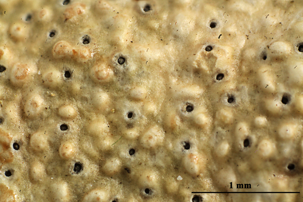 Ocellularia subperforata Nagarkar, Sethy & Patw.