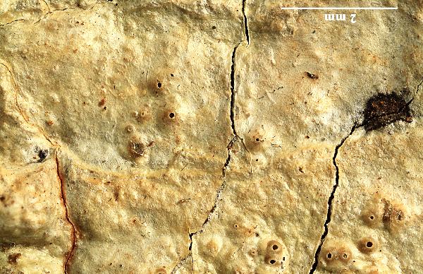 Ocellularia subpyrenuloides Lücking