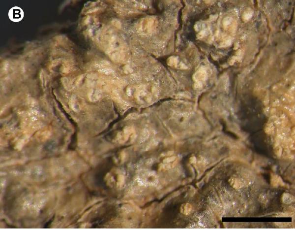 Ocellularia suprafricana Aptroot