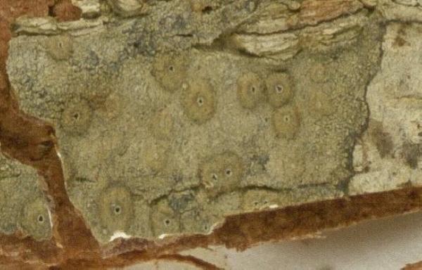 Ocellularia tanii Sipman