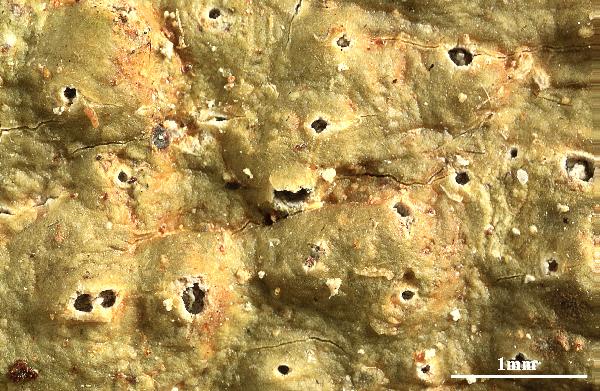Ocellularia terebrata (Ach.) Müll. Arg.