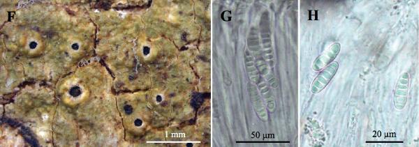 Ocellularia thailandica Naksuwankul, Kraichak & Lumbsch