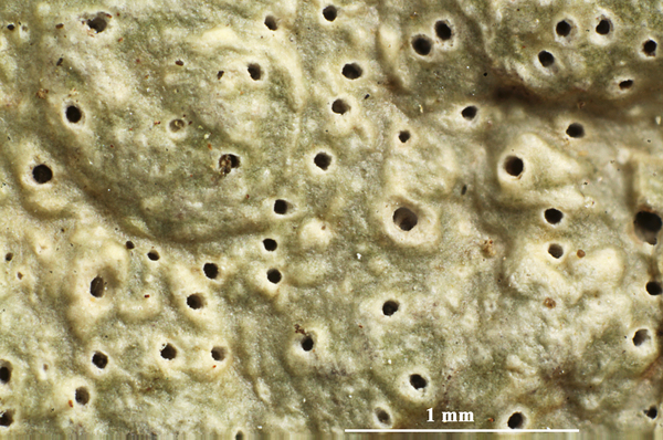 Ocellularia thryptica Hale