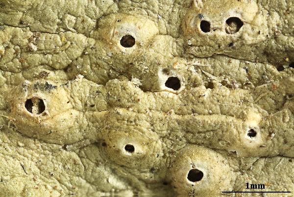 Ocellularia usnicolor R.N. Peláez, B. Moncada & Lücking