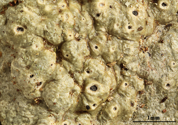 Ocellularia violacea Räsänen