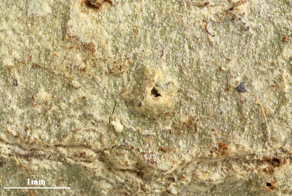 Ocellularia viridipallens Müll. Arg.