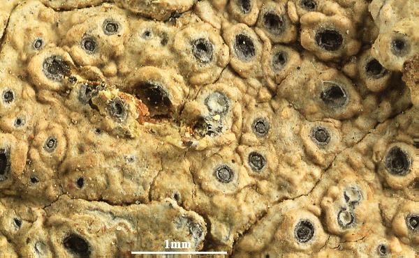 Ocellularia xantholeuca Müll. Arg.