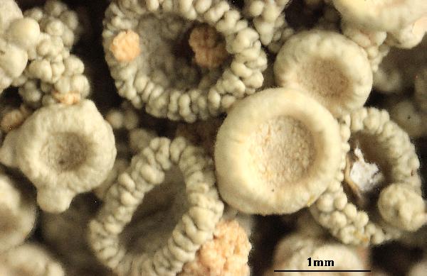 Ochrolechia akagiensis Yasuda