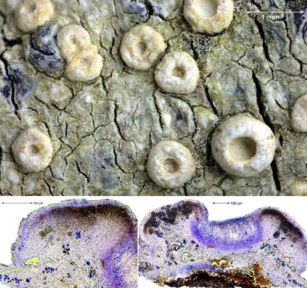 Ochrolechia anomala (Harm.) Verseghy