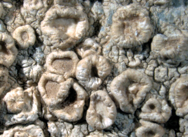 Ochrolechia antarctica (Müll. Arg.) Darb.