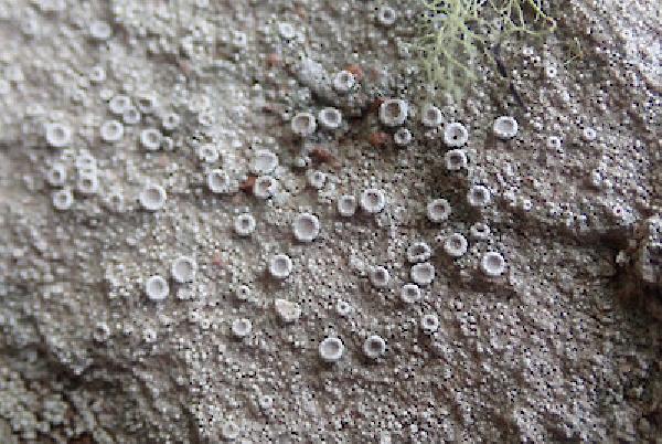 Ochrolechia apiculata Verseghy