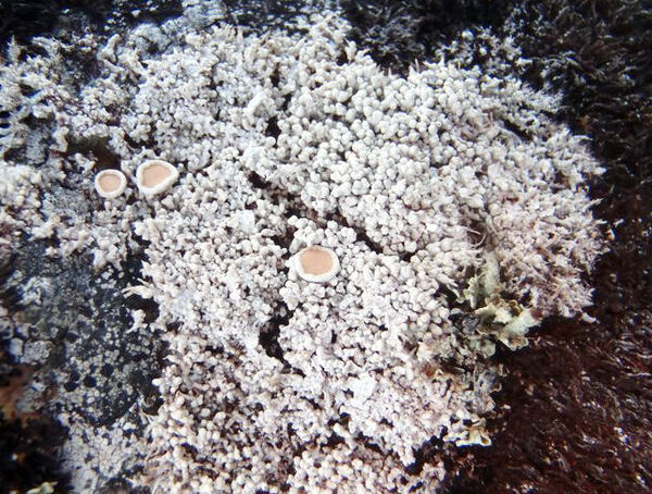 Ochrolechia bryophaga (Erichsen) K. Schmitz & Lumbsch