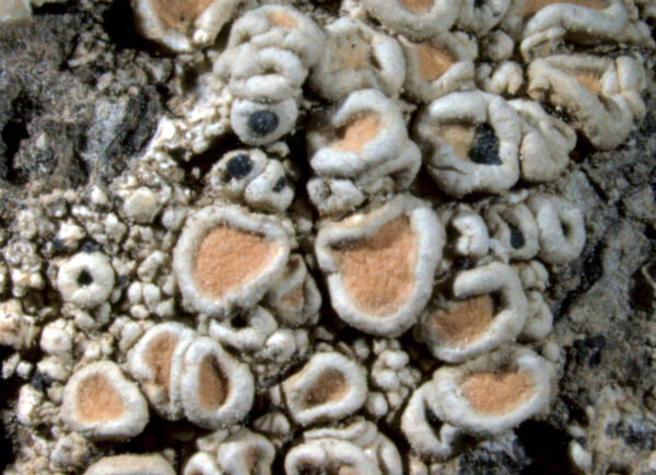 Ochrolechia californica Verseghy