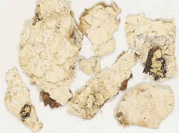 Ochrolechia cooperi T. Sprib.