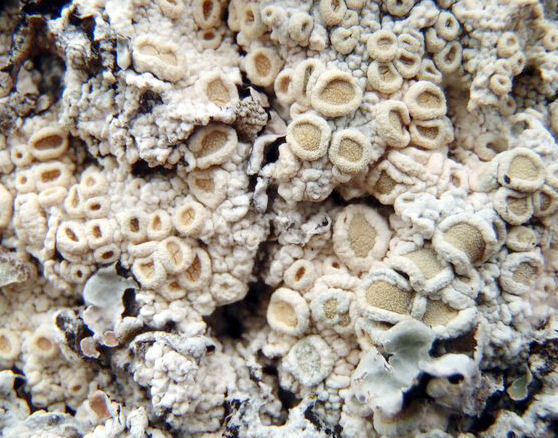 Ochrolechia farinacea G.E. Howard