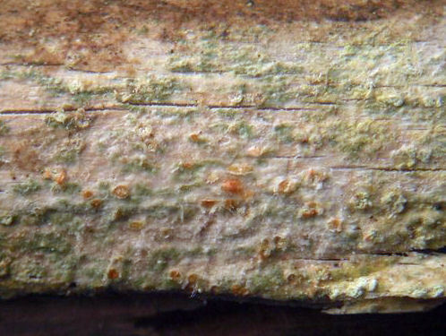 Ochrolechia gowardii Brodo