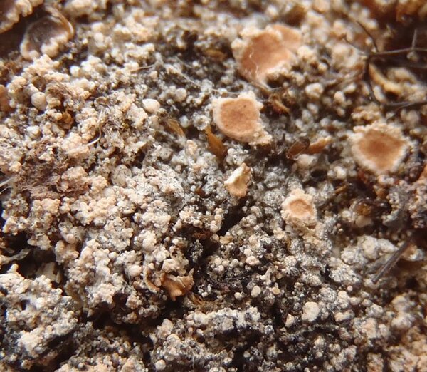 Ochrolechia gyalectina (Nyl.) Zahlbr.