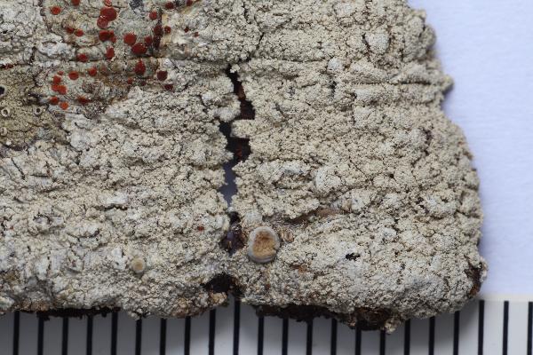 Ochrolechia isidiata (Malme) Verseghy