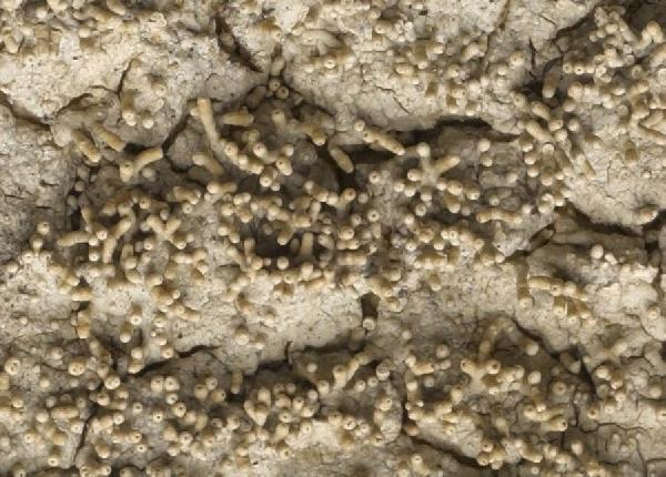 Ochrolechia isidiifera Kalb