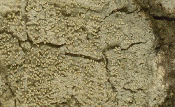 Ochrolechia isidiigera Kalb