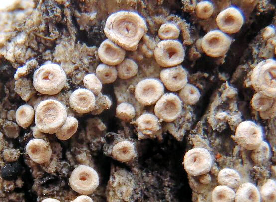 Ochrolechia juvenalis Brodo
