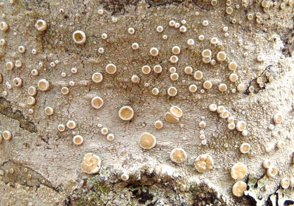 Ochrolechia laevigata (Räsänen) Verseghy