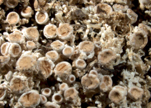 Ochrolechia malmei Räsänen