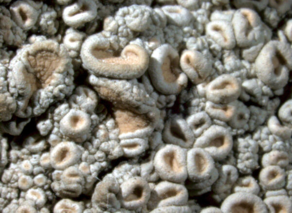 Ochrolechia mexicana Vain.