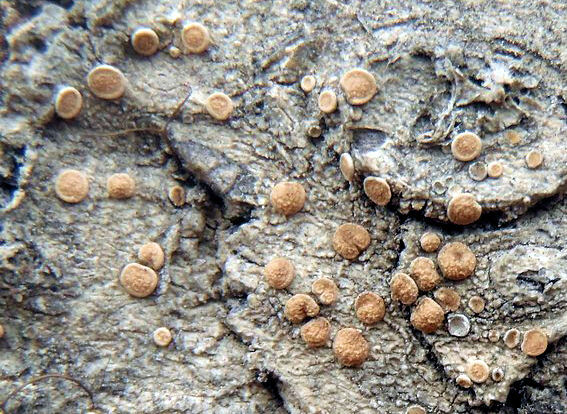 Ochrolechia montana Brodo