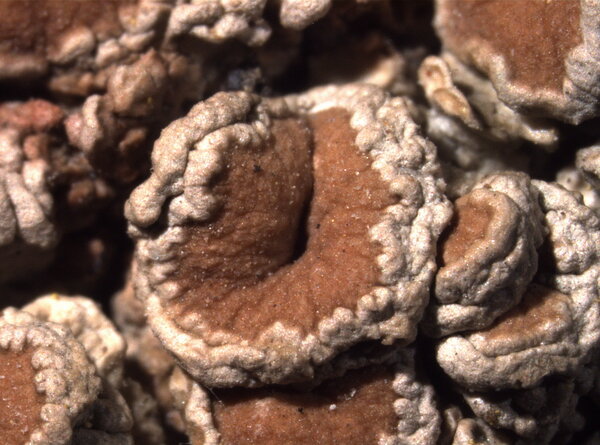 Ochrolechia oregonensis H. Magn.