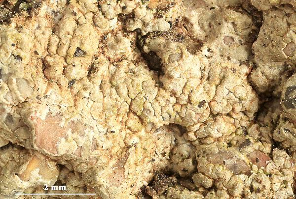 Ochrolechia osorioana Verseghy