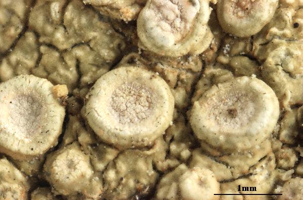 Ochrolechia palmicola C.W. Dodge