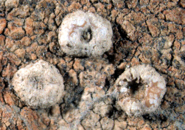 Ochrolechia quaterna Imsh. ined.