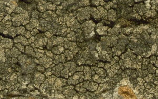 Ochrolechia sordidogrisea (Erichsen) E. Schreiner & Hafellner