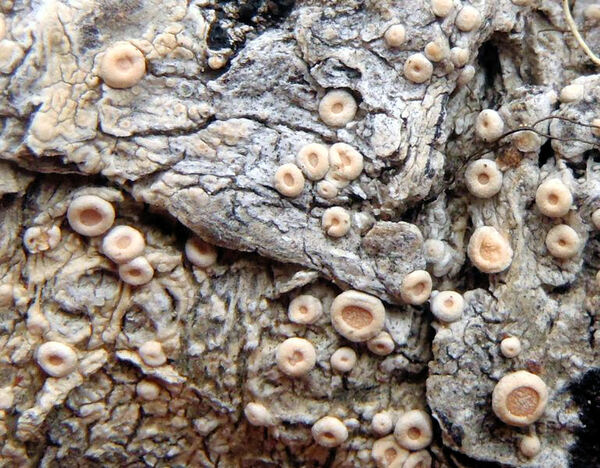 Ochrolechia subathallina H. Magn.