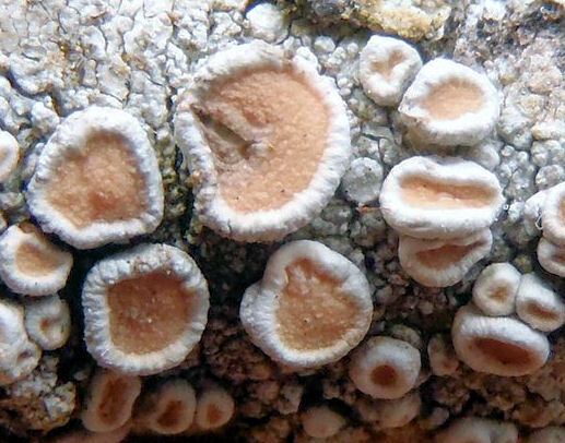 Ochrolechia subpallescens Verseghy